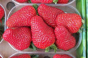Prøv jordbær-selvpluk og få billige jordbær