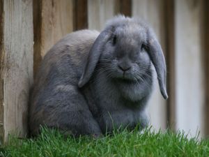 Lav et billigt bur til kaninen