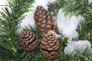 Naturmaterialer til julepynt kan hentes i de danske statsskove