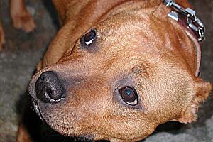 Hundefoder til vovse - det er billigere i Tyskland