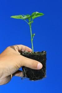 Planter - få dem gratis - byt med andre